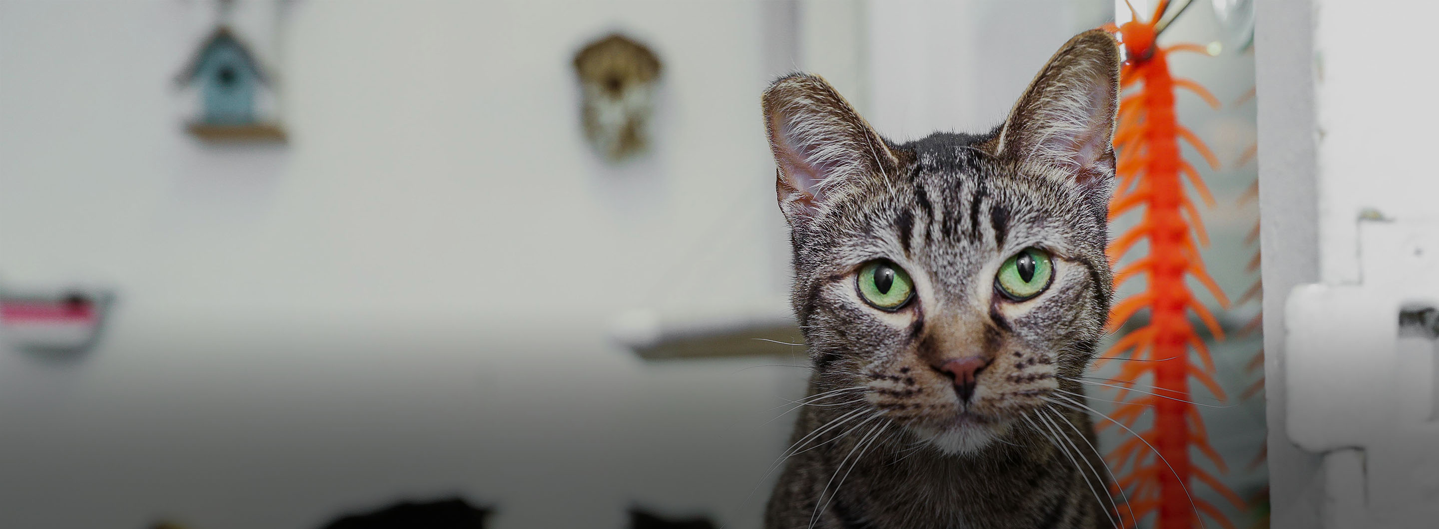 Find A Pet Adoption Center Near You Petsmart Charities