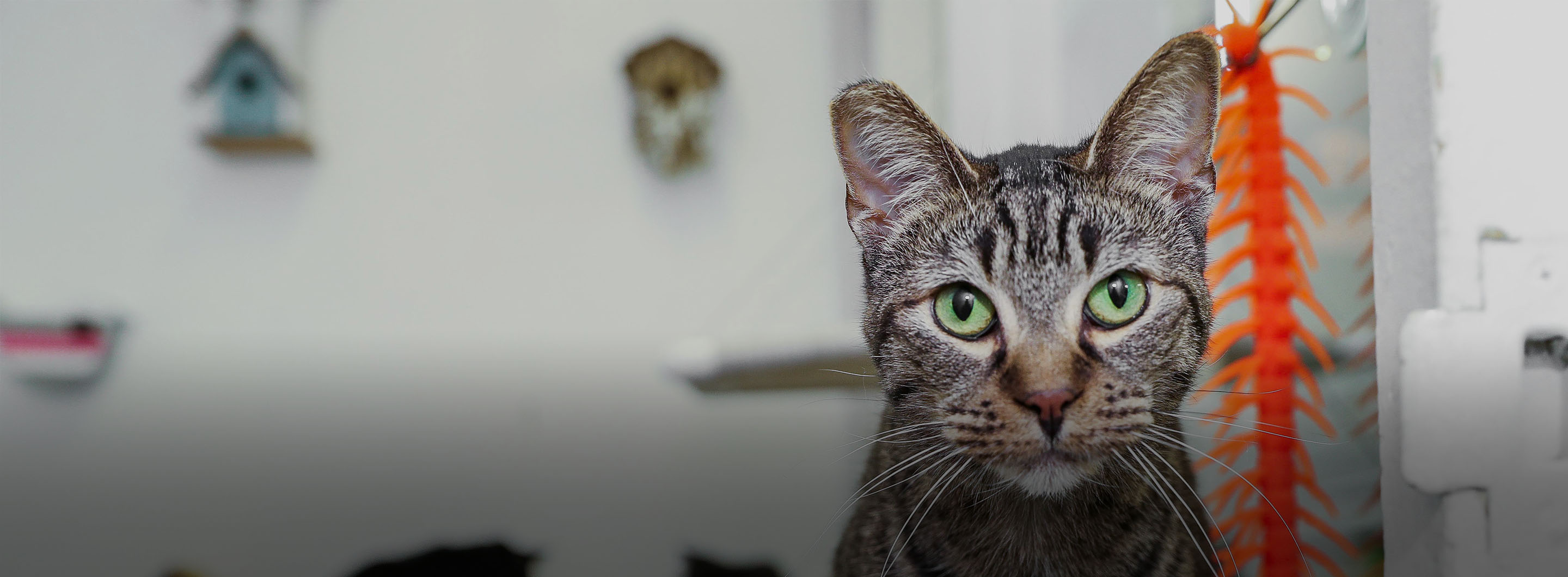 petsmart charities everyday adoption center near me