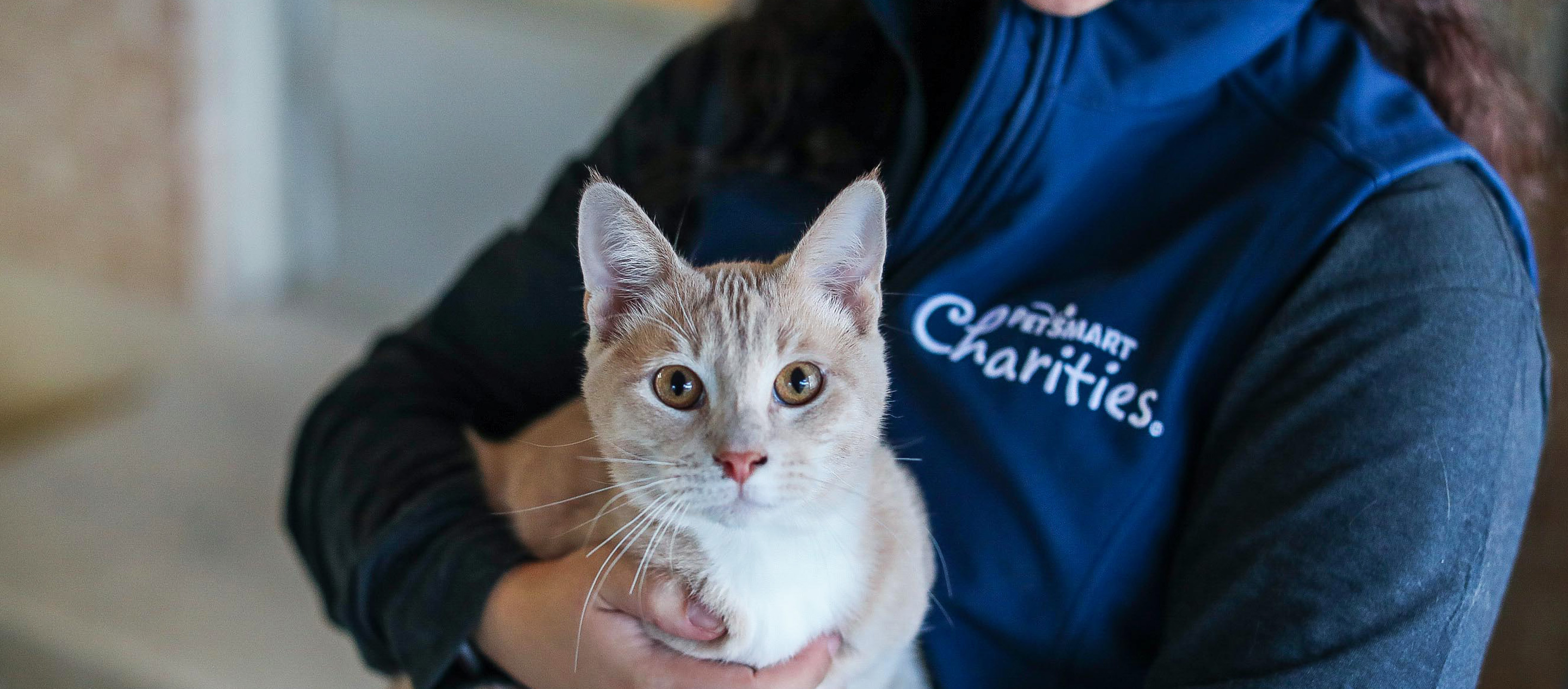 petsmart charities everyday adoption center near me