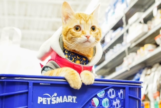 Cat in a PetSmart shopping cart