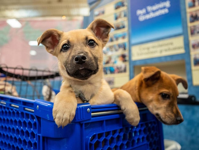 Find A Furry Companion During PetSmart Charities® National Adoption Weekend  at PetSmart ISB Store with