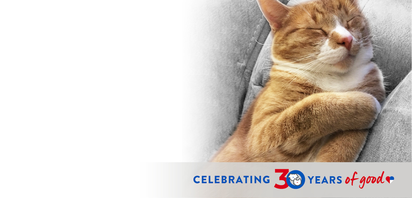 orange tabby cat sleeping and text that reads Celebrating 30 Years of Good