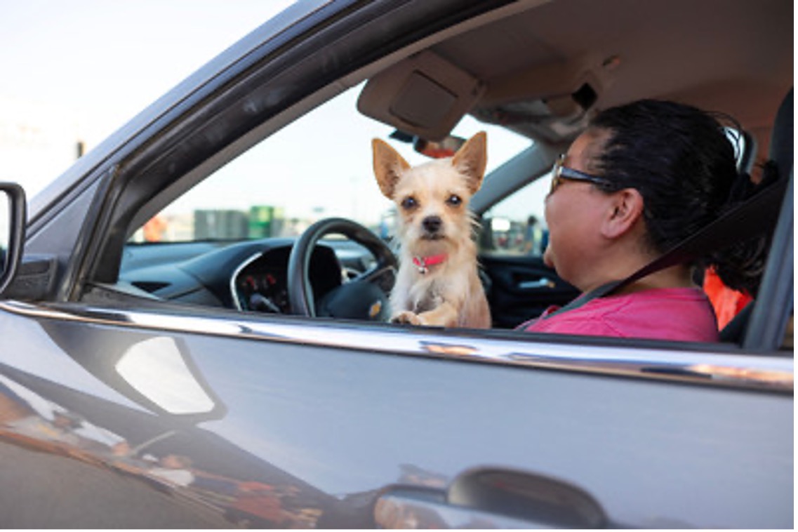 a woman sits in a car with a chihuahua on her lap