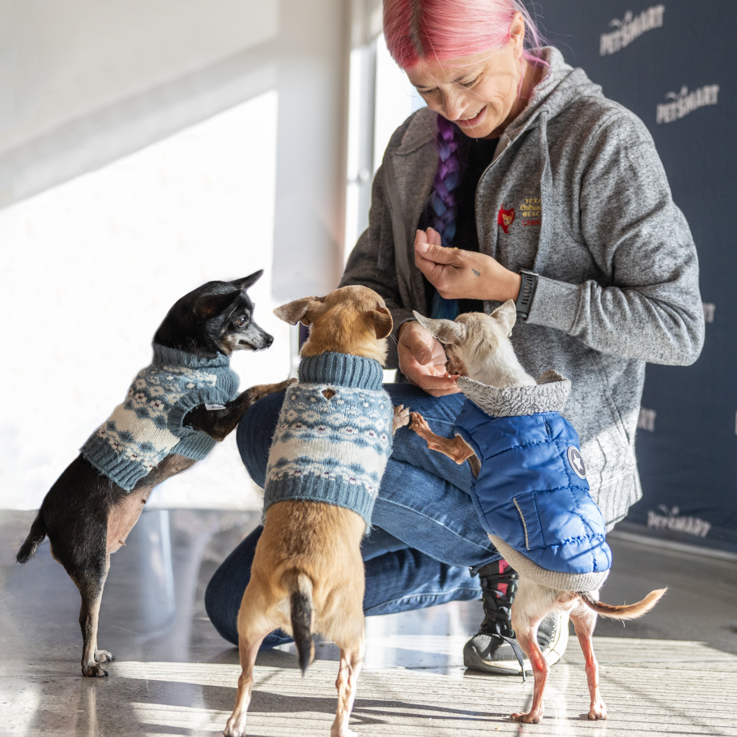 a woman with pink hair gives treats to three chihuahuas wearing sweaters