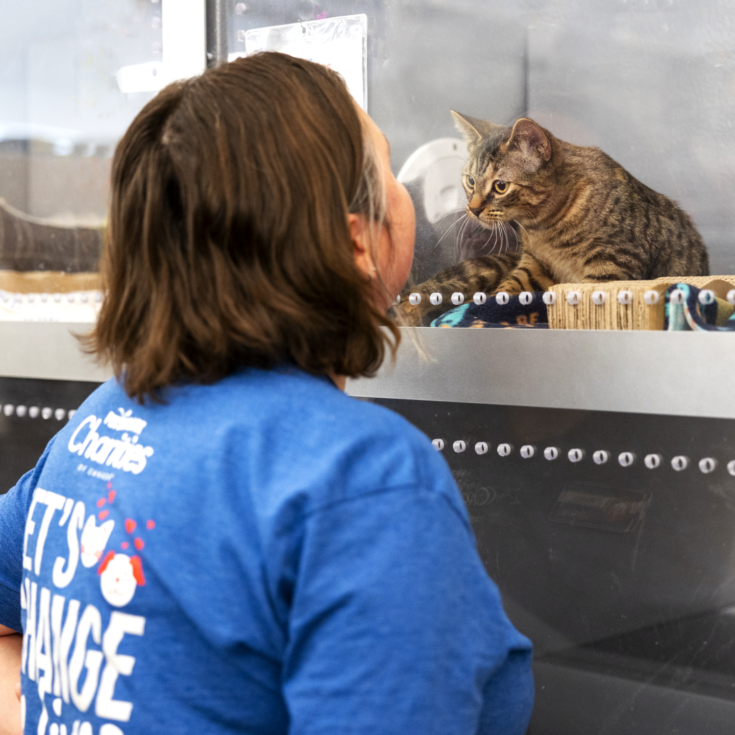 woman wearing a PetSmart Charities t-shirt looks at a kitten in a Cat Adoption Center in a PetSmart store