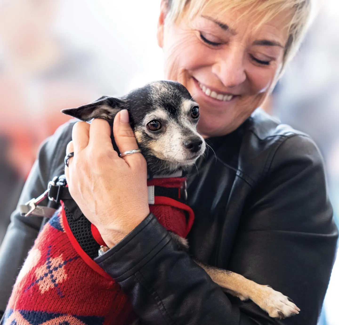 a woman smiles while holding a black chihuahua wearing a red sweater