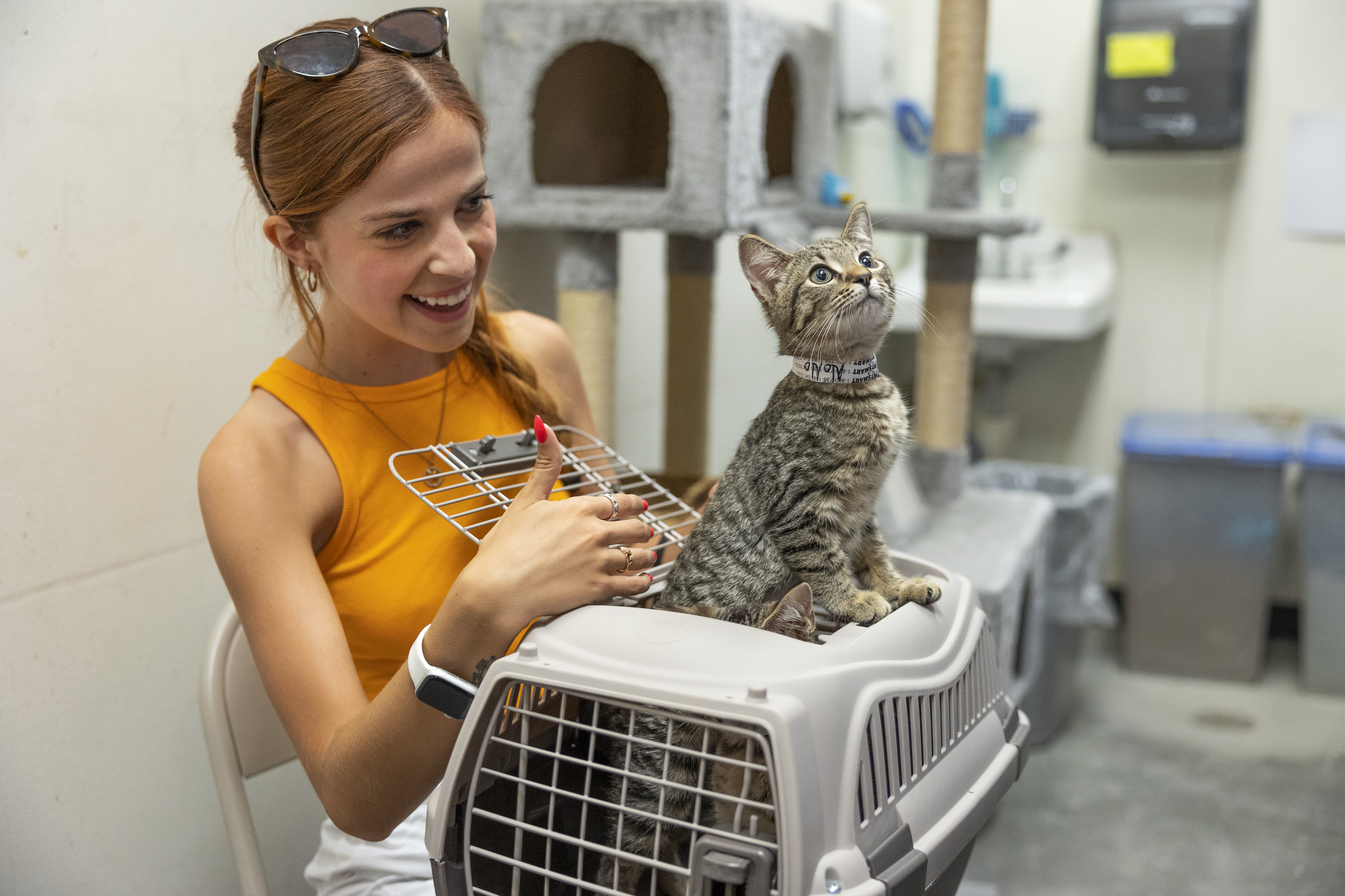cat enrichment blog ca