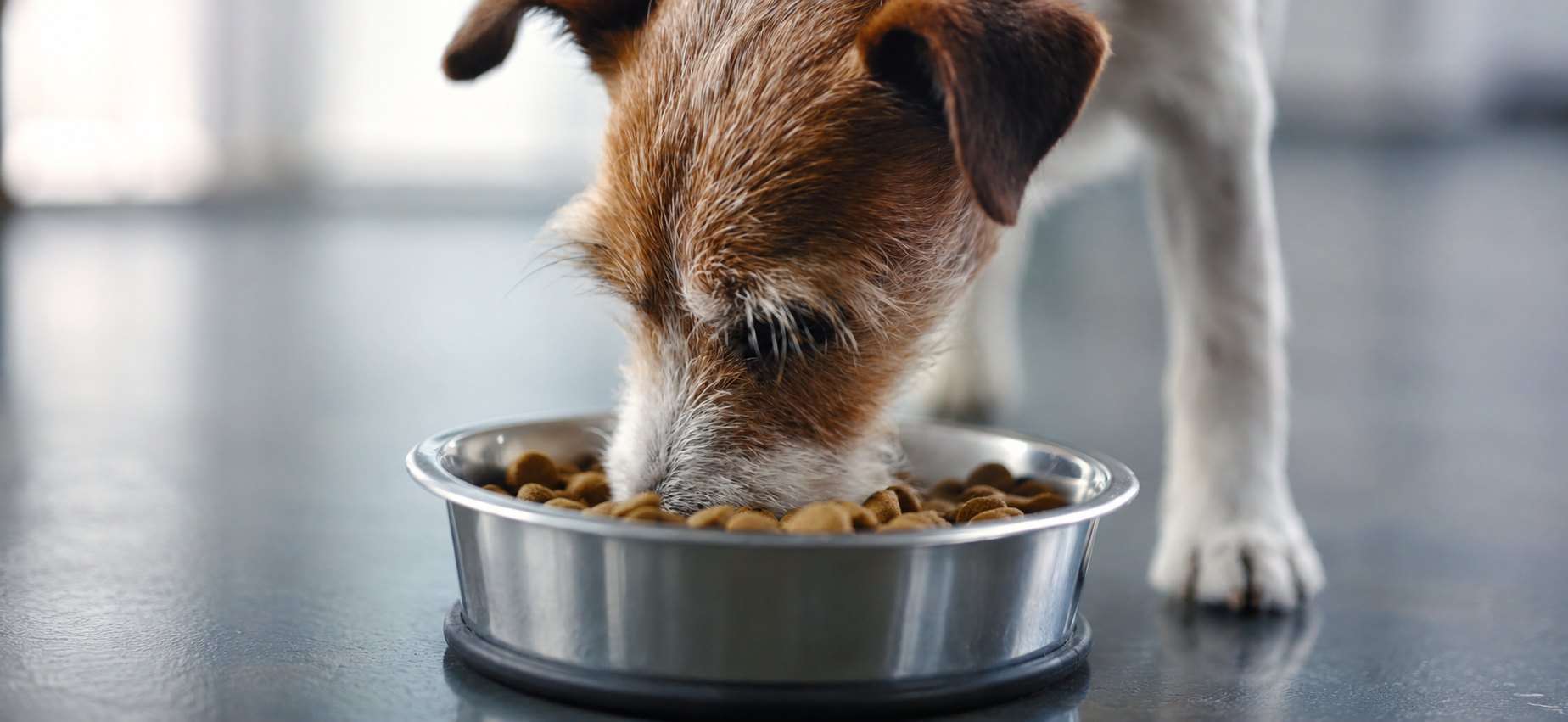 pet food bowl