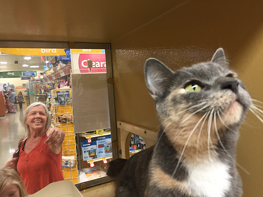 PetSmart Charities National Adoption Weekend Sept 2016 Victoria Linssen