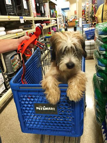 PetSmart Charities National Adoption Weekend Sept 2016 Victoria Linssen c