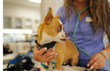 Access to Veterinary Care, Accelerated | PetSmart Charities