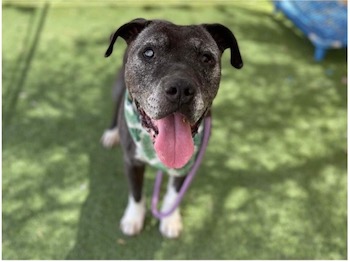 Henri, a sweet and calm adoptable senior dog in Phoenix, Arizona promises to make a perfect match for those who prefer a relaxed lifestyle.