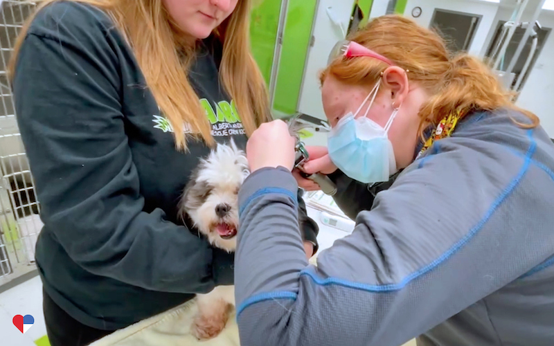 Pet receiving veterinary care