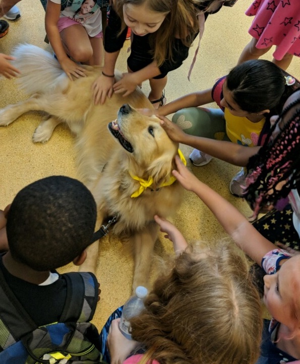 animal assisted therapy