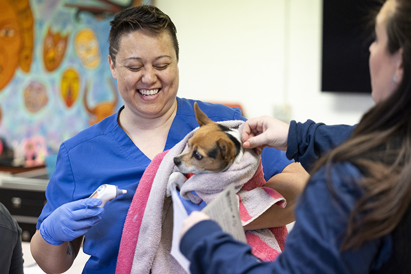 a veterinarian prepares to take the temperature of a chihuahua wrapped in a towel