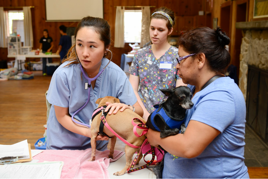 Three UC Davis personnel provide vet care to dogs