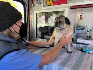 Zora the pug receives vet care at a low-cost clinic