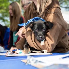 petsmart adoption days