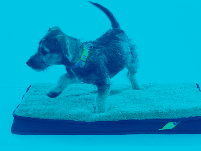 Adoption Program Update Petsmart Charities