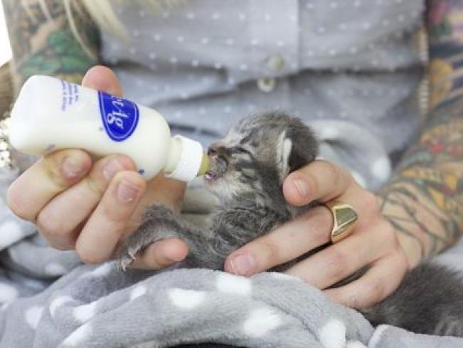 petsmart kitten bottle