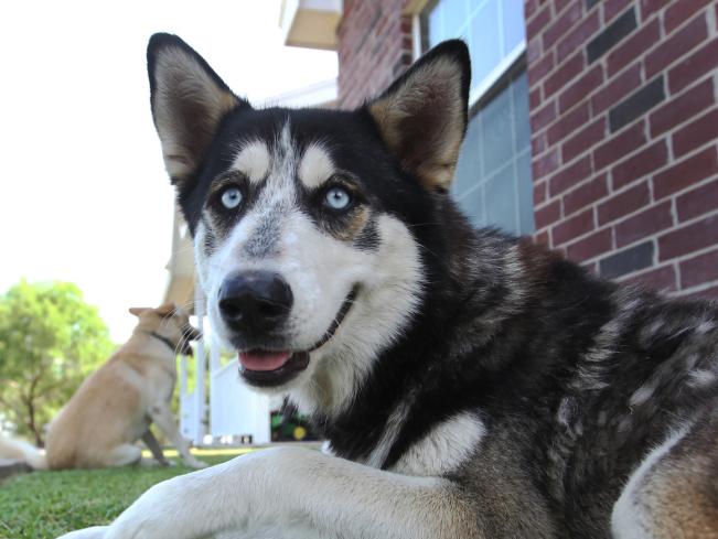 Colerain PetSmart partners with animal rescue to help find homes for dogs