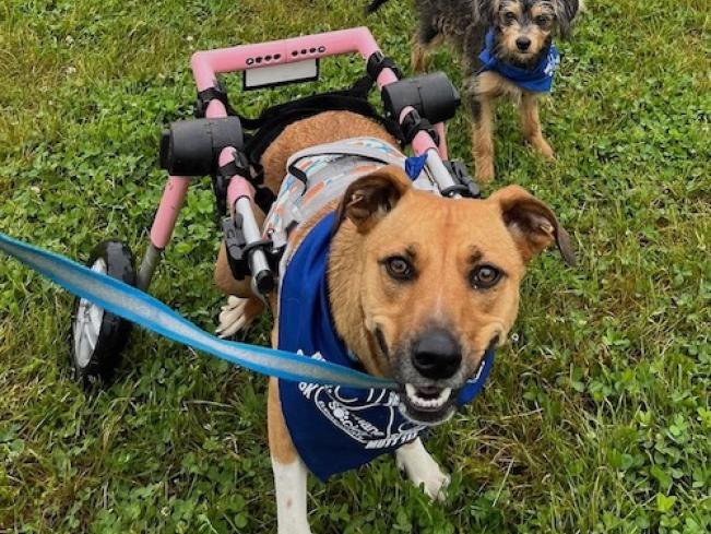 Dog Adoption Day at Petsmart 12/14 - PA CARING HEARTS