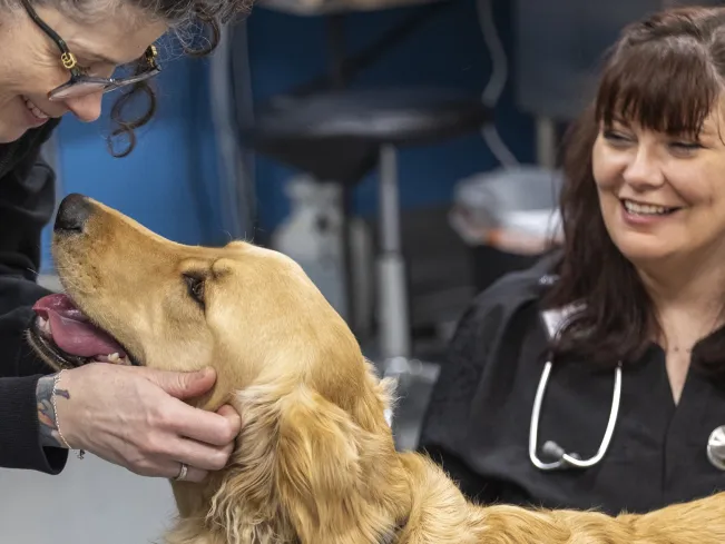 a woman leans down to pet a golden retriever while a veterinarian smiles at them both