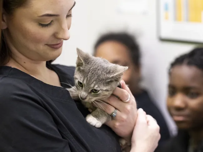 a veterinarian holds a kitten in her arms while the kitten's pet parents look at her