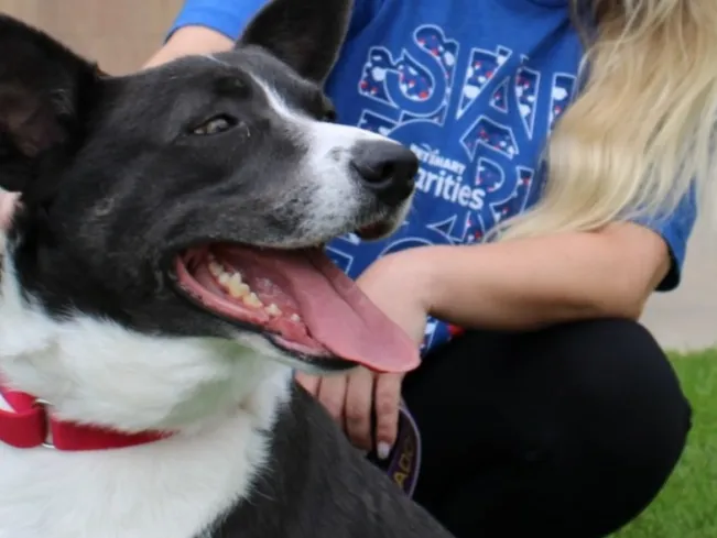 Foster in Denver Lady Anne