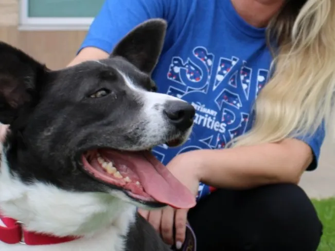 Teaser image for Lady Anne blog