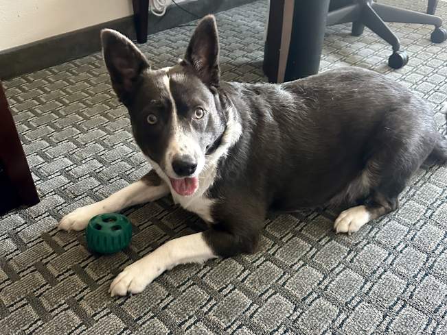 Foster in Denver Lady Anne