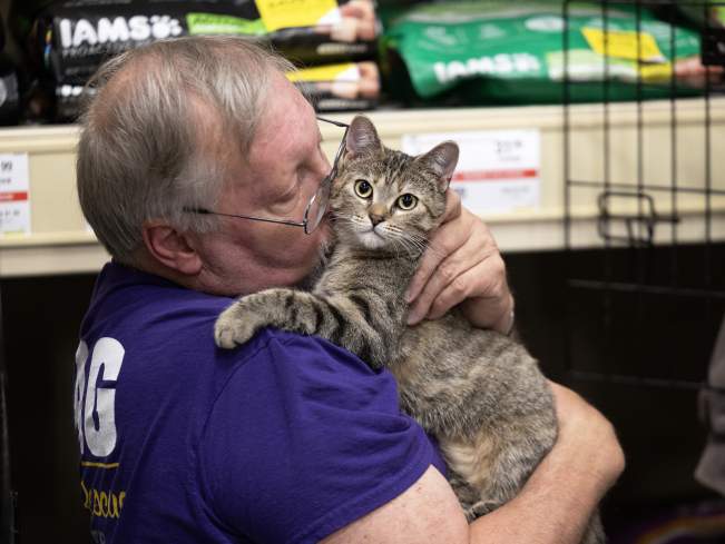 cat loving cities