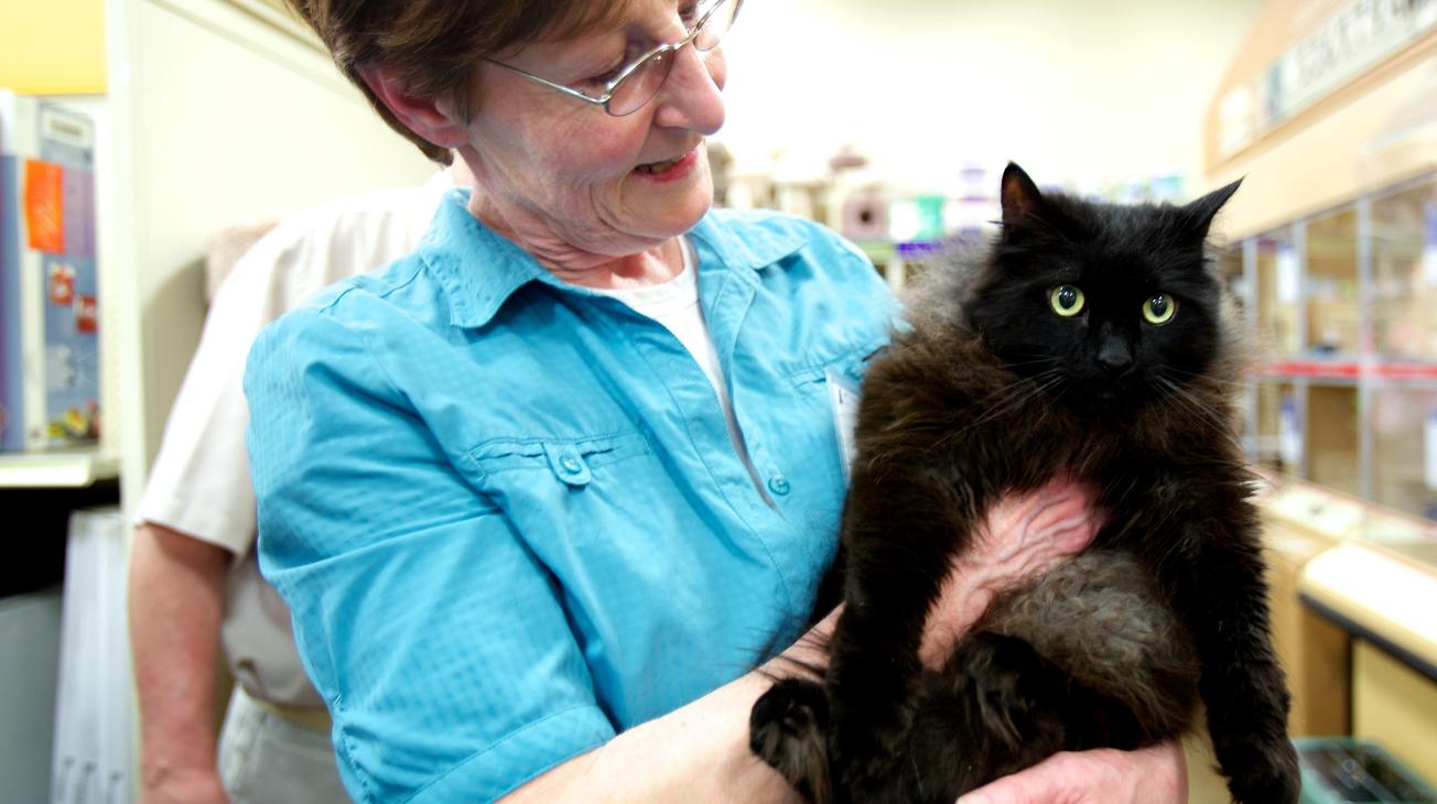 cat adoption