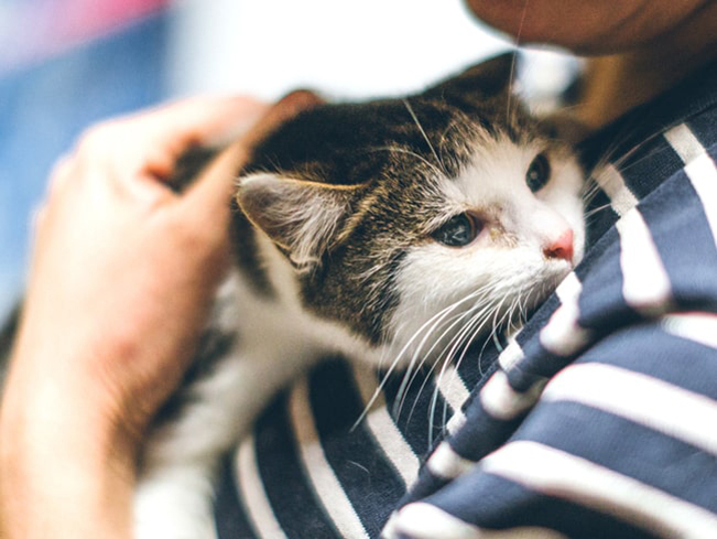 petsmart charities near me